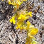 Anthyllis cytisoides Flower