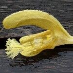 Salvia glutinosa Flower