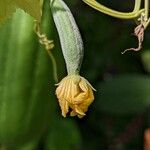 Luffa cylindrica その他の提案