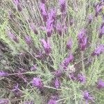 Lavandula stoechasപുഷ്പം