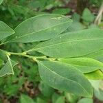 Erythroxylum coca Blad