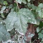 Passiflora lutea Leaf