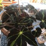 Begonia heracleifolia Ліст