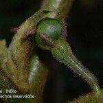 Solanum nudum Fruit