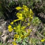 Euphorbia biumbellata Fleur