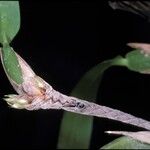 Camaridium vestitum Flower