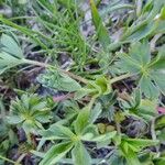 Alchemilla pentaphyllea Övriga