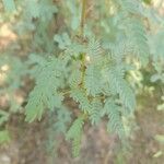 Prosopis cineraria Fuelha