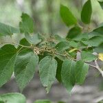 Guazuma ulmifolia Feuille