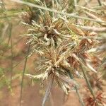 Cyperus conglomeratusÇiçek