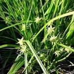 Carex grayi Blomma