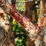 Acacia thomasii Bark