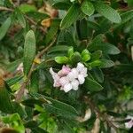 Daphne caucasica പുഷ്പം