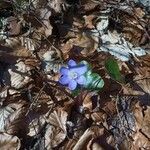 Anemone hepatica Flower