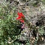 Castilleja applegatei Flower