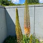 Eremurus stenophyllus Flower