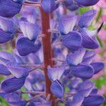 Lupinus polyphyllus Fleur