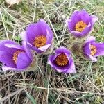 Pulsatilla grandis Flor