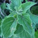 Ruellia bignoniiflora Leaf