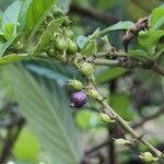 Gonzalagunia hirsuta Fruit