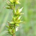 Carex spicata Fruct