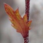 Euphrasia alpina Кветка