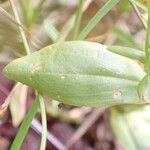 Centaurium scilloides Лист