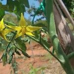 Solanum lycopersicum ফুল