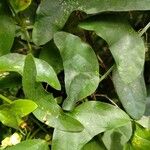 Passiflora biflora Leaf
