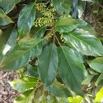 Elaeocarpus serratus Muu