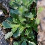 Arabis collina Feuille