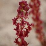 Rumex bucephalophorus Květ