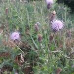 Cirsium arvenseFlower