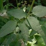 Thaspium trifoliatum Blatt