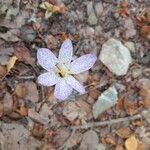 Colchicum variegatum Cvet