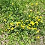 Genista sagittalis Flor