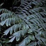 Caryota mitis Leaf