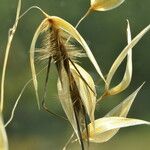 Avena fatua Fruit