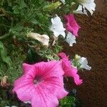 Petunia x hybrida 花