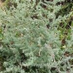 Asparagus acutifolius Habitus