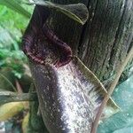 Nepenthes rafflesiana Other