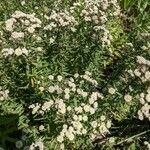 Pycnanthemum virginianum Flor