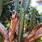 Euphorbia neriifolia Corteza