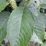 Phytolacca esculenta 葉