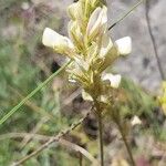 Onobrychis alba Flor