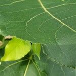 Populus deltoides Blatt