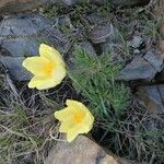 Anemone alpina Květ