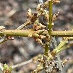 Forsythia intermedia Floro