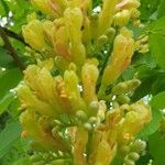 Aesculus flava Blomma