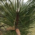 Pinus nigra Fuelha